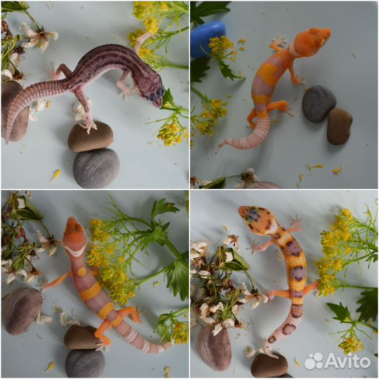 Малыши эублефара