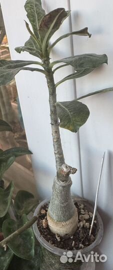 Адениум Космос прививка