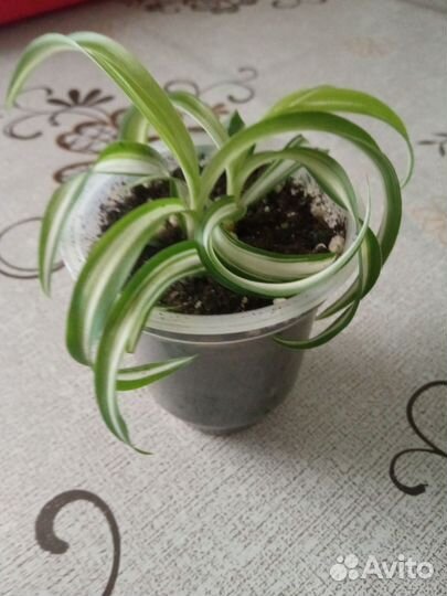 Хлорофитум кудрявый