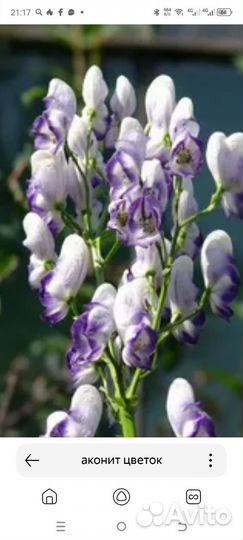 Многолетники: Ирис, купена, аконит