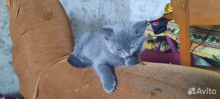 Котята бесплатно