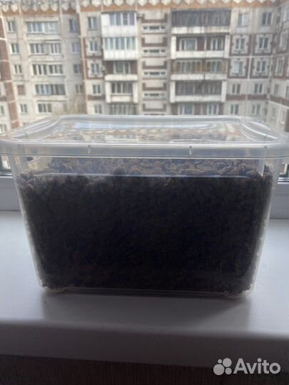 Корм для котят royal canin 2 кг