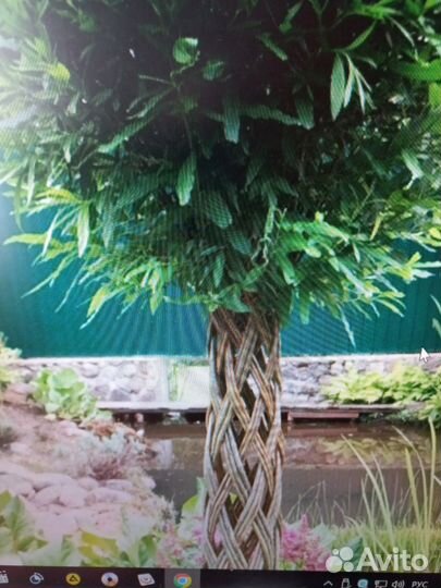 Пальма сибирская из ивы