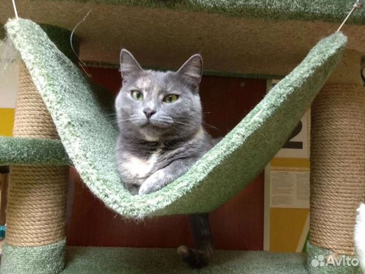 Кошка Мышка