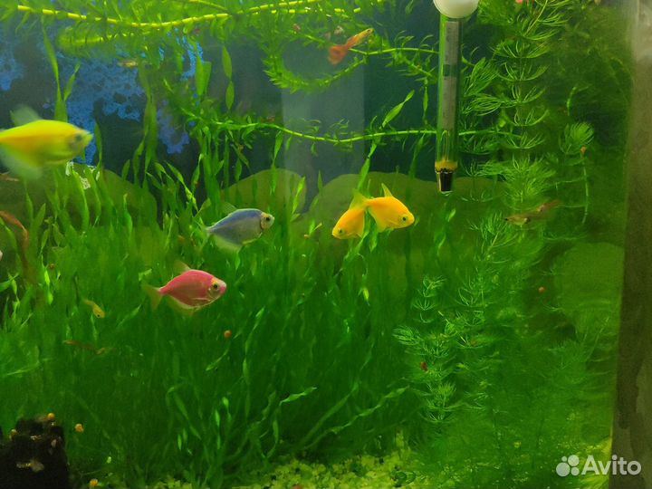 Водоросли для аквариума