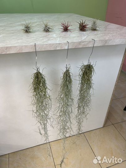 Тилландсия атмосферная уснеевидная