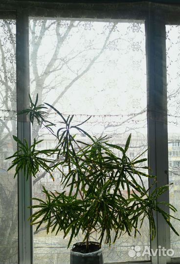 Комнатные цветы в хорошие руки