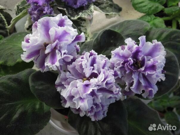 Фиалка ле Пломбир с черникой