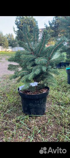 Ель голубая Super blu