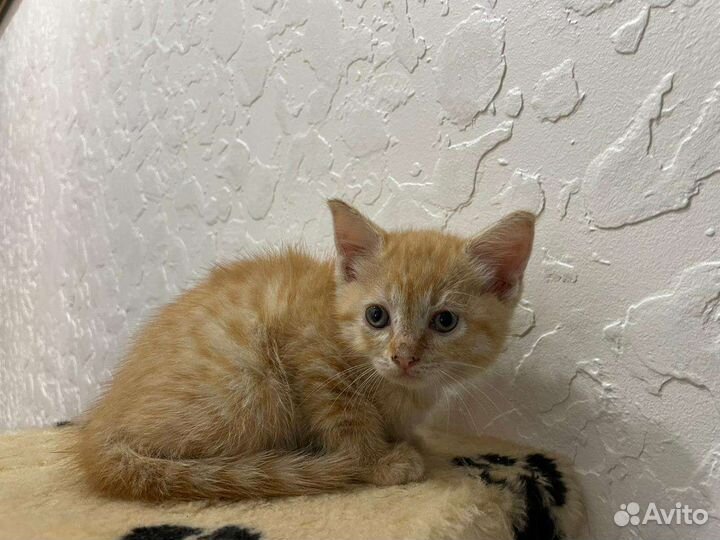 Кошки бесплатно