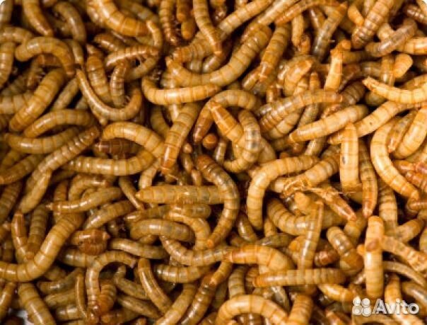 Насекомые кормовые всегда в наличии