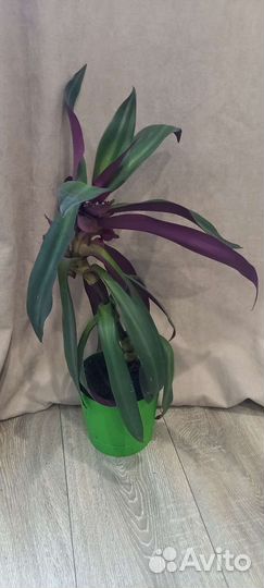 Традесканция рео