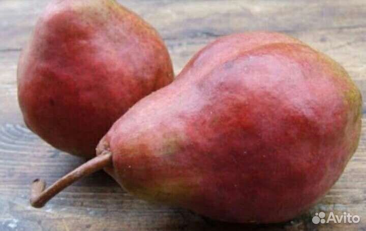 Черенки. Летняя прививка плодовых