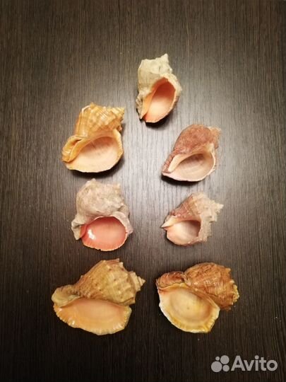 Ракушки, раковины, камни морские