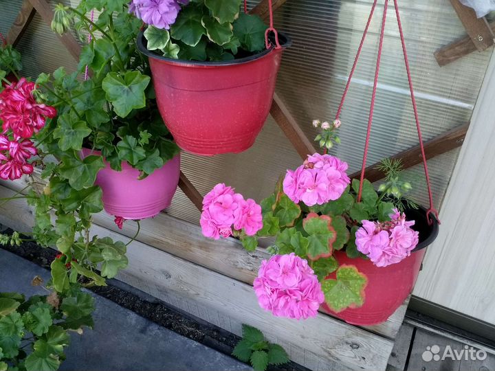 Герань пеларгония