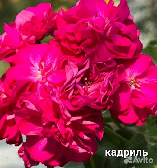 Пеларгония герань