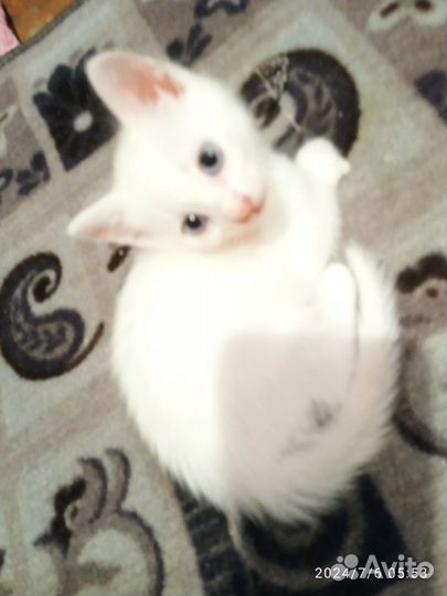 Котята