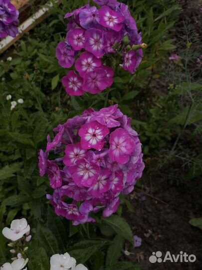 Многолетники