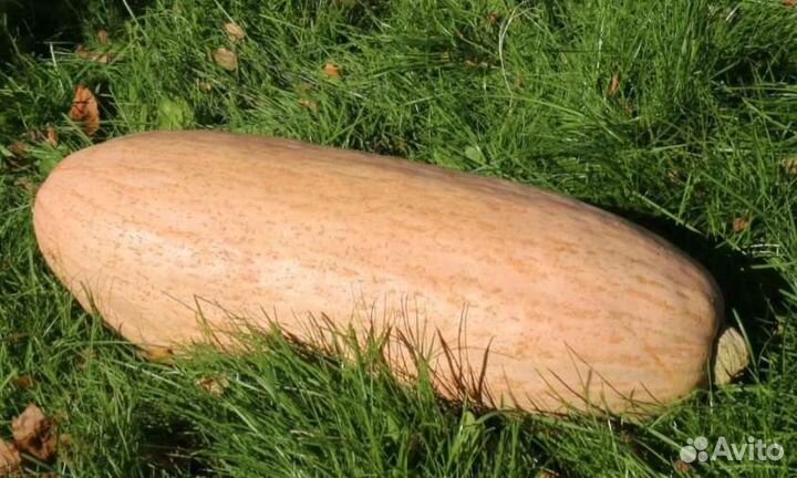 Тыква Папайя семена