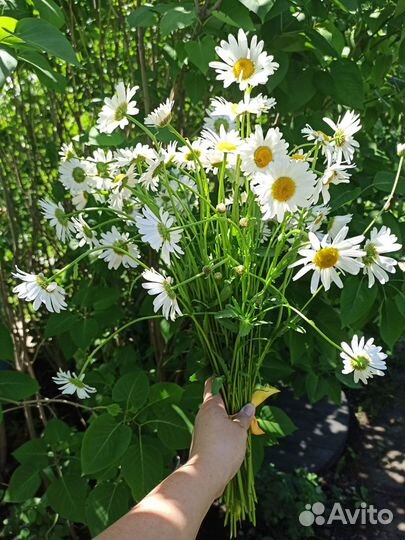 Ромашка