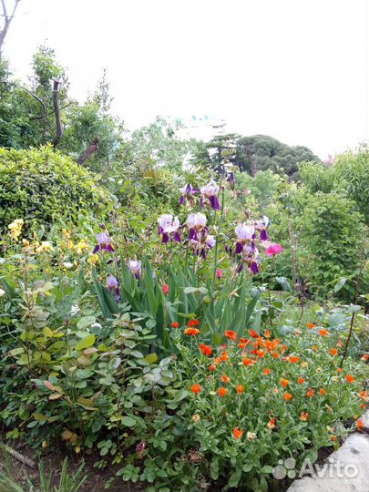 Ирис фиолетовый