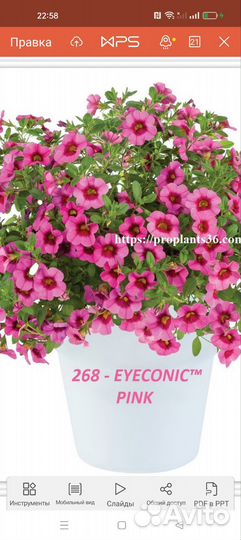 Вегетативные черенки и не только