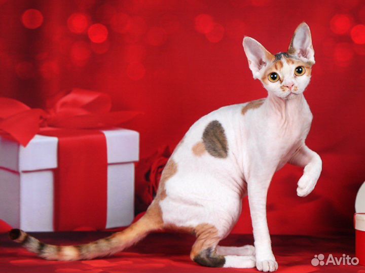 Девон-рекс кошечка