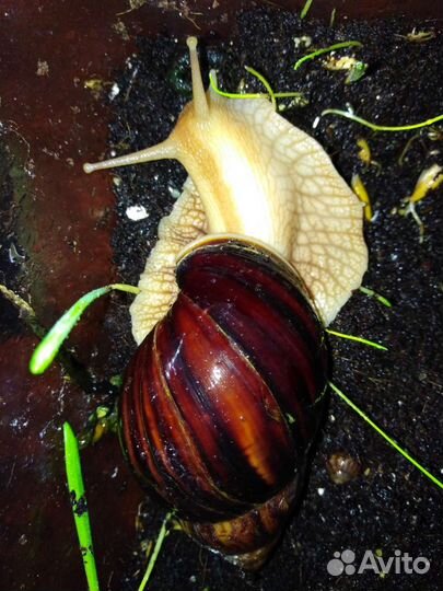 Улитка ахитина