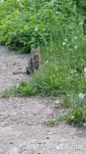 Котята и кошки в добрые руки