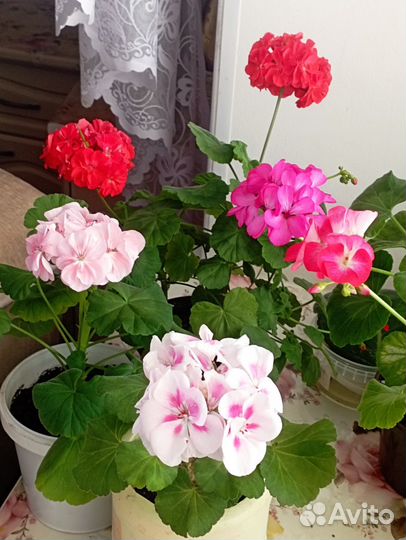Герань пеларгония