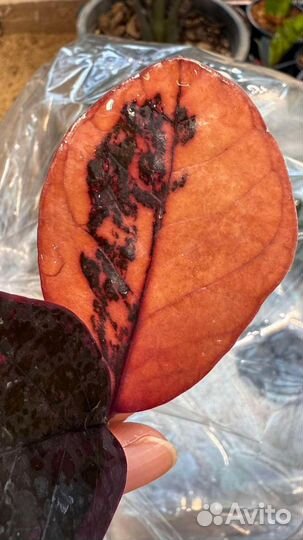 Замиокулькас вариегатный блек Оранж