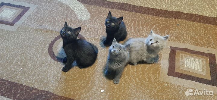 Котята бесплатно