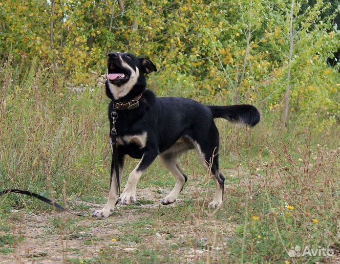 Собака Лесси