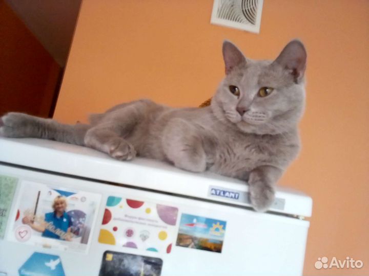 Кот для вязки