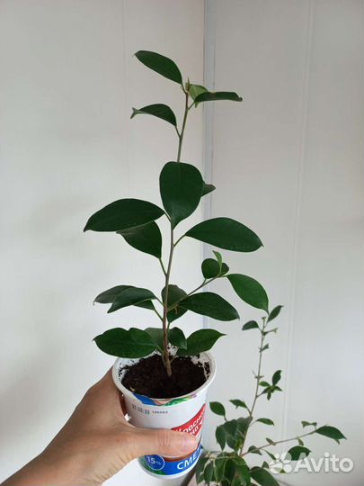 Фикус микрокарпа мокламе
