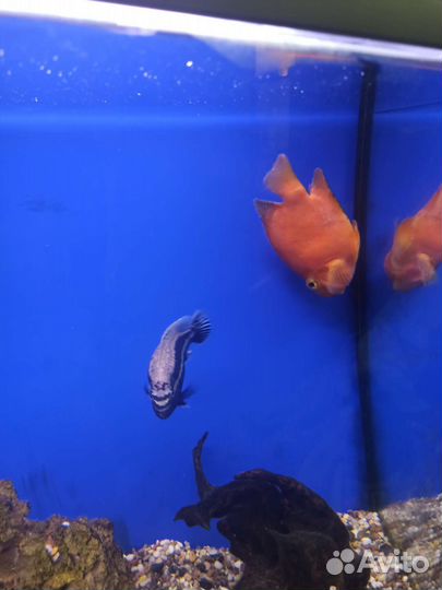 Аквариум Aquatlantis 180-200 литров с тумбой