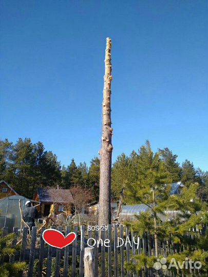 Обрезка деревьев