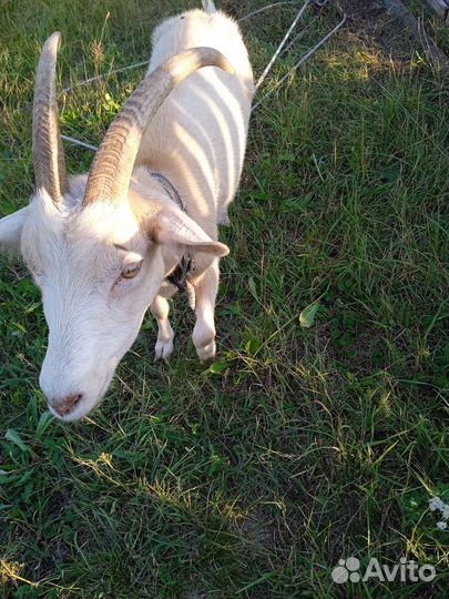 Коза дойная молочная