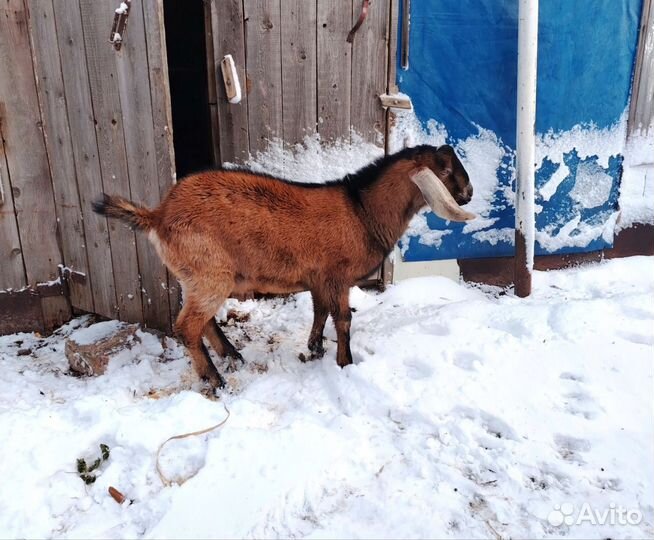 Нубийский козел