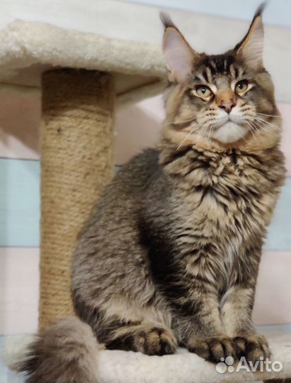 Котята мейн-кун