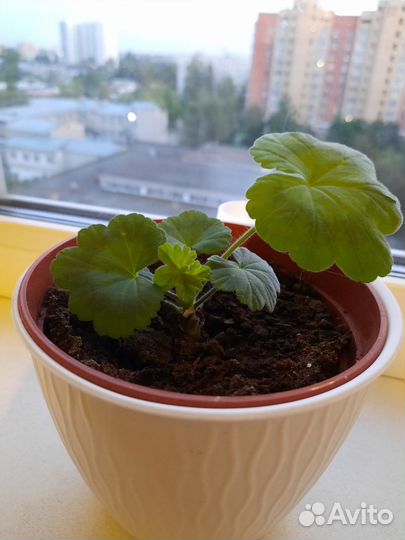 Пеларгония,герань