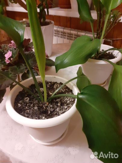 Эухарис амазонская лилия