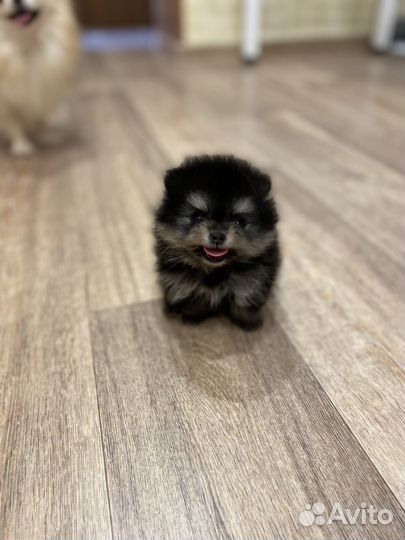 Померанский шпиц mini