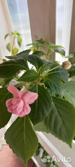 Комнатные домашние цветы растения