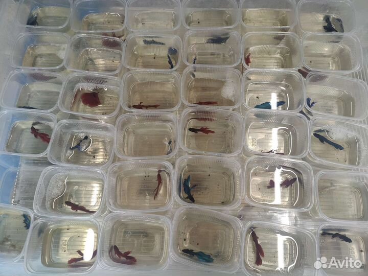 Рыбка петушок супердельта