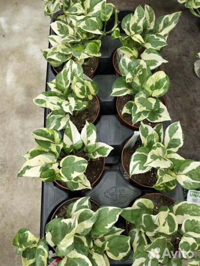 Сциндапсус/эпипремнум