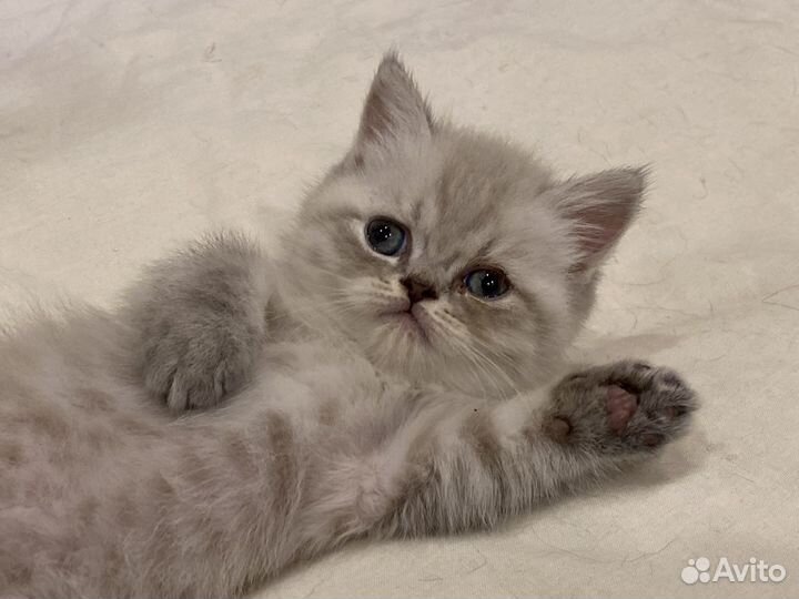 Котенок флеппиг