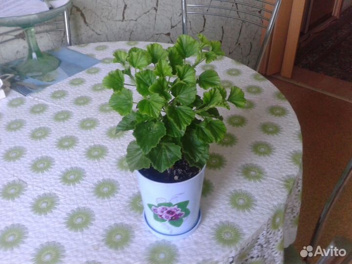 Пеларгония сортовая 