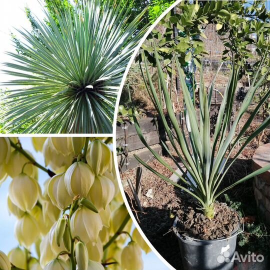 Саженец Юкки