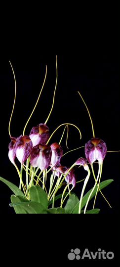 Орхидея Masdevallia schroederiana